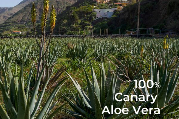 faux aloe-vera
